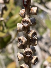 Melaleuca pallida