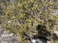 Melaleuca pallida
