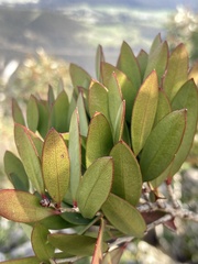 Melaleuca pallida