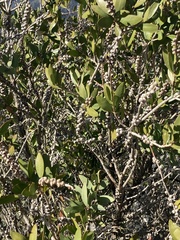 Melaleuca pallida