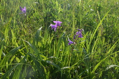 Bletilla striata