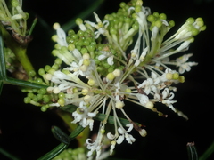 Grevillea biternata