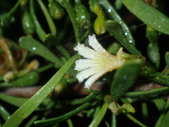 Scaevola spinescens
