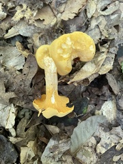 Cantharellus appalachiensis