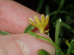 Scaevola spinescens