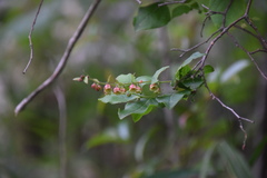 Vaccinium oldhamii