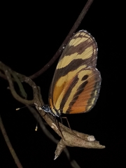 Eresia eunice mechanitis