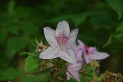 Rhododendron macrosepalum