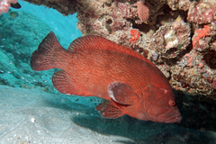 Cephalopholis sonnerati