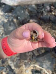 Nucella canaliculata