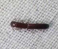 Colydiinae