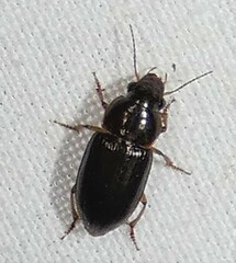 Selenophorus palliatus