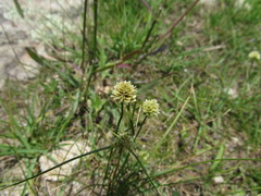 Cyperus seslerioides