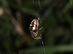 Araneus ejusmodi
