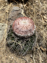 Melocactus peruvianus