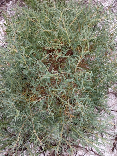 Mexican Seepweed (Suaeda mexicana)