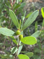Persoonia lanceolata