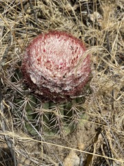 Melocactus peruvianus