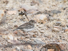 Rhopospina alaudina