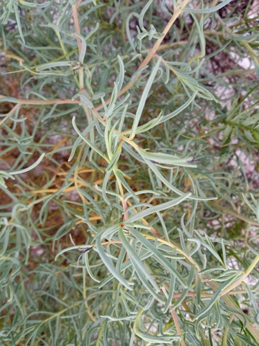 Image of Suaeda mexicana by (c) Juan Carlos A. Fierro, some rights reserved (CC BY-SA)