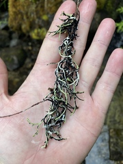 Hypogymnia duplicata