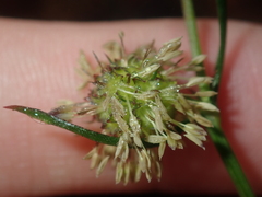 Opercularia vaginata