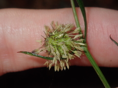 Opercularia vaginata