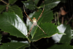 Argiope minuta
