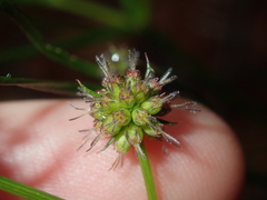 Opercularia vaginata