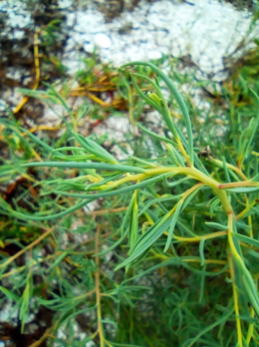 Image of Suaeda mexicana by (c) Juan Carlos A. Fierro, some rights reserved (CC BY-SA)