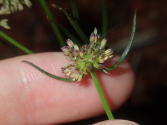 Opercularia vaginata