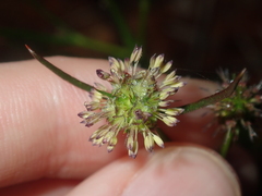 Opercularia vaginata