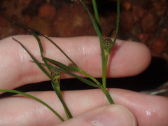 Opercularia vaginata