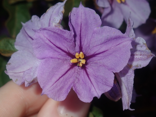 Solanum oldfieldii