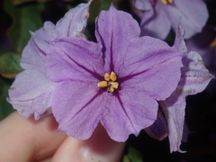Solanum oldfieldii