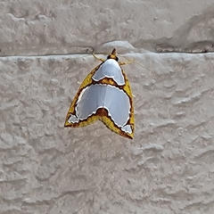 Titulcia confictella