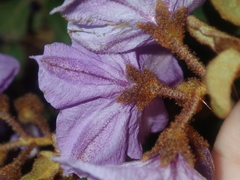 Solanum oldfieldii