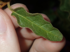 Solanum oldfieldii