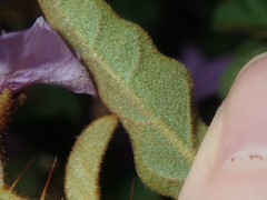Solanum oldfieldii