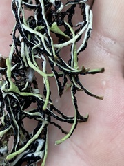 Hypogymnia duplicata