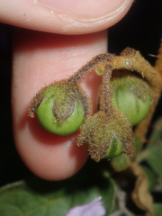 Solanum oldfieldii