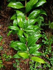 Lasianthus lanceolatus