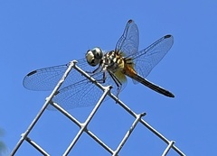 Pachydiplax longipennis