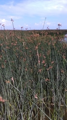 Schoenoplectus lacustris