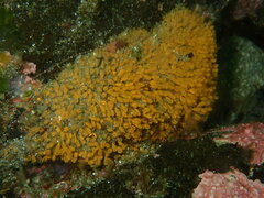 Pycnoclavella stanleyi