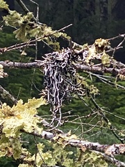 Hypogymnia duplicata