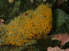 Pycnoclavella stanleyi