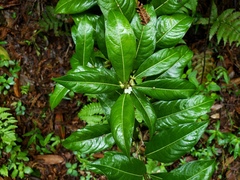 Lasianthus lanceolatus