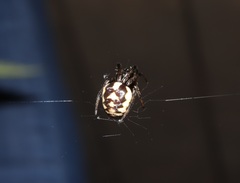 Araneus ejusmodi