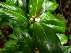 Lasianthus lanceolatus